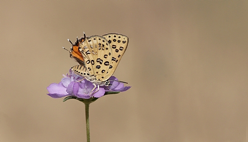 כחליל הגליל