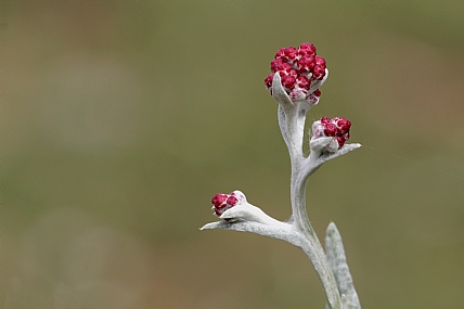 דם המכבים האדום