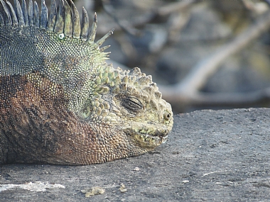 איגואנת ים מחייכת