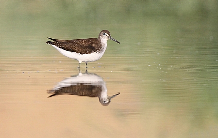ביצנית שחורת כנף