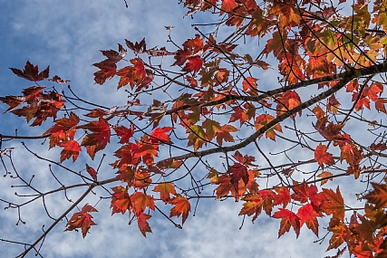 שלכת ישראלית