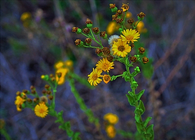 במקום יהלומים