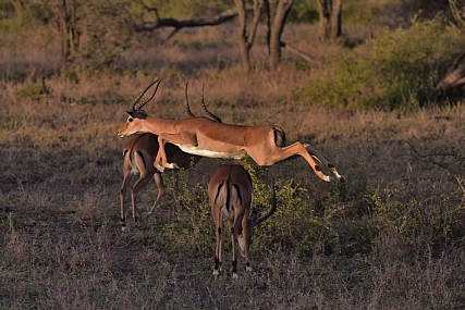 ריצת משוכות