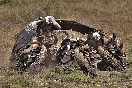 הכניסיני תחת כנפך