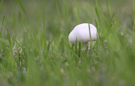 לבקנית האגוזים