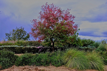 כמעט לונג איילנד