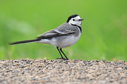 נחליאלי על הדרך