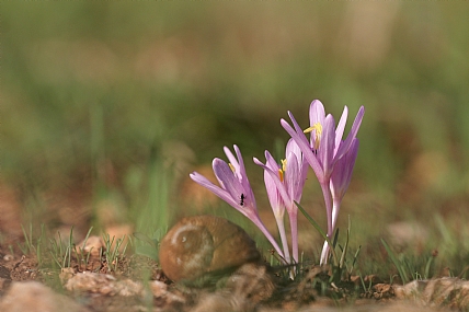 סיתוונית היורה
