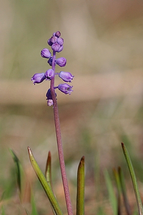 כדן קטן פרחים