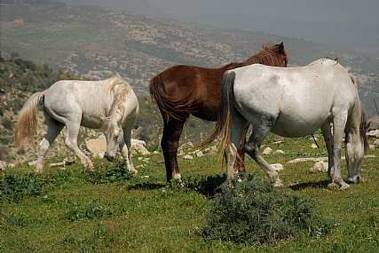 סוס ללא היסוס