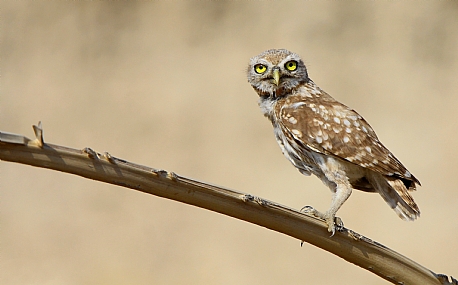 כוס החורבות