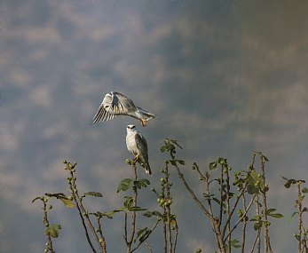 דאה שחורת כנף