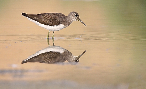 ביצנית שחורת כנף