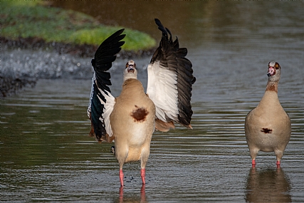 מנצח המקהלה