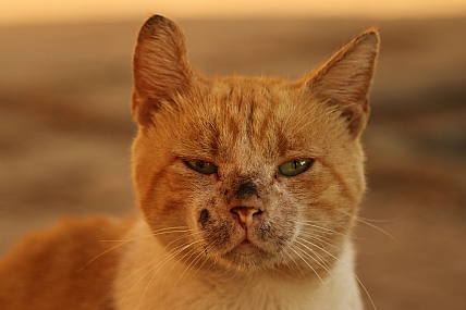 הוא עושה לי עיניים