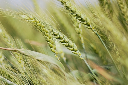 ארץ חיטה ושעורה