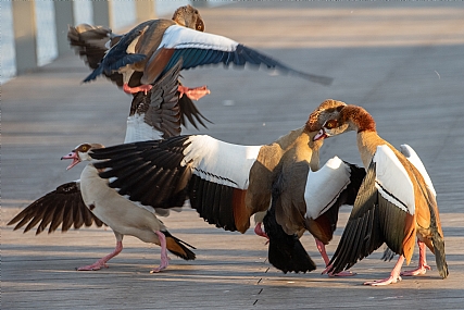 יאללה מכות!