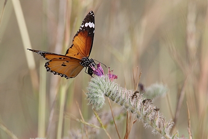 הפרפר והחיפושית