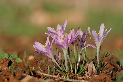 סתוונית היורה 2