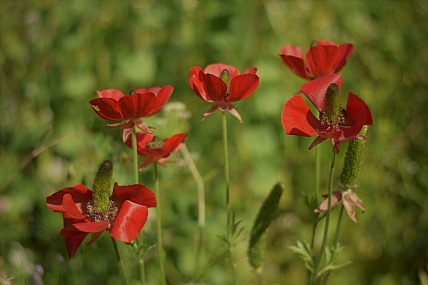 צילום: חיאל בוקריס