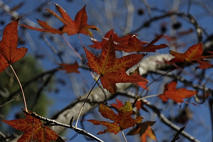 עוד מעט ואתם נושרים...