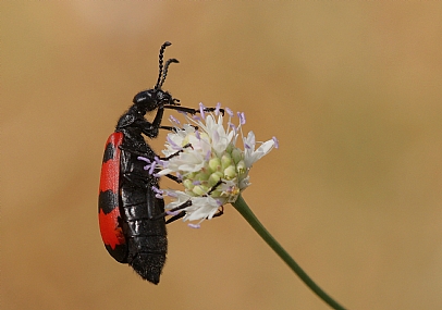 מילברית סורית