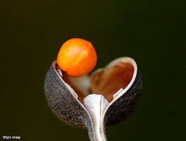 יופיו של הטבע