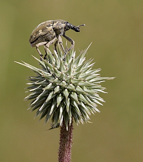 חידקונית הקיפודן