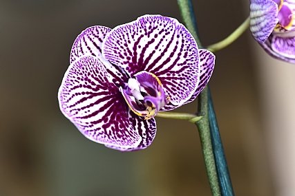 פריחת הסחלב 