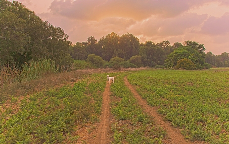 שקיעה בשדות