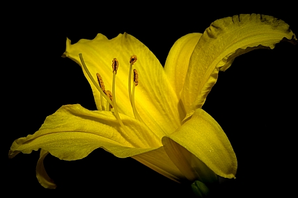 yellow Lily