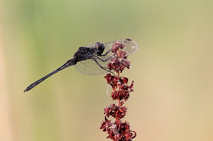 מַצְנְחִית שְׁחֹרָה