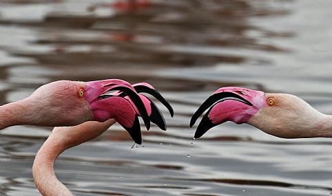 מוכנים,היכון...