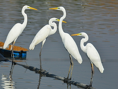 הפרלמנט | אנפות