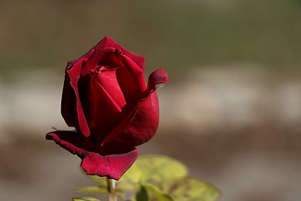 שושנה בצבע דם | שושנה