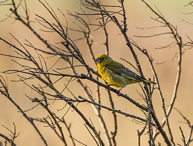 ירקן ביער רמות 