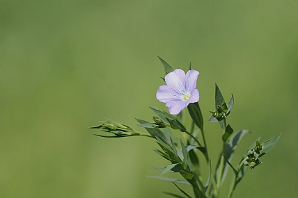 פשתה תרבותית