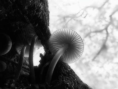 צילום: עומר פילוסוף