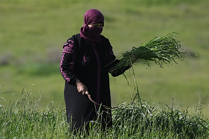 האוחזת במגל