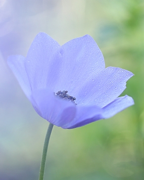 כלנית סגולה