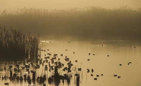 בוקר ערפילי