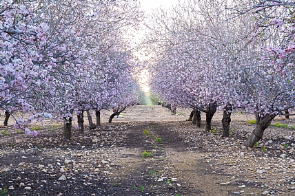השקדיה פורחת. באיחור!!