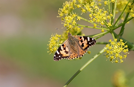 נימפית החורשף