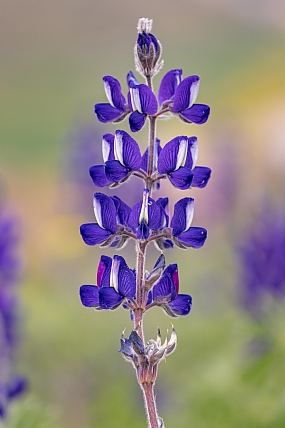 פריחת הטורמוסים