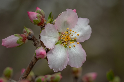 פריחת השקדיה