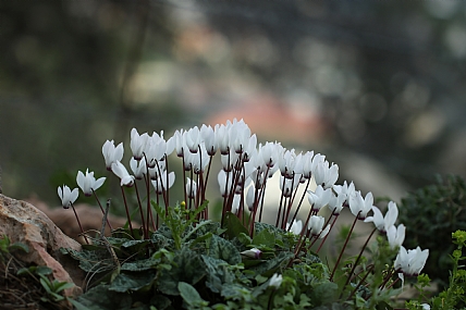קשת של רקפת