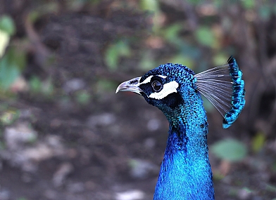 "איך אני - יפה?"
