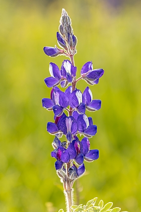פריחת הטורמוסים