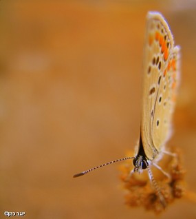 פוזל חלקית!!