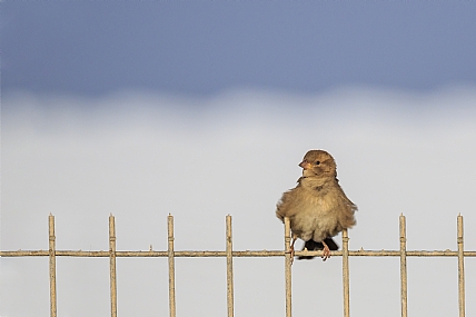 השמלה מתנופפת